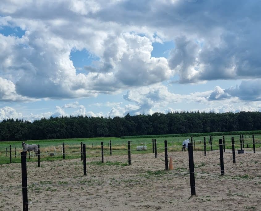 Paarden in de wei bij de manege